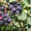 Ирга (Коринка) ольхолистная Дружная (Amelanchier alnifolia Druzhnaya) 9