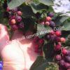 Ирга (Коринка) ольхолистная Дружная (Amelanchier alnifolia Druzhnaya) 10