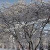 Ирга (Коринка) ольхолистная Дружная (Amelanchier alnifolia Druzhnaya) 11