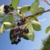 Ирга ольхолистная гладкая Кумулус (Amelanchier arborea Cumulus) 28