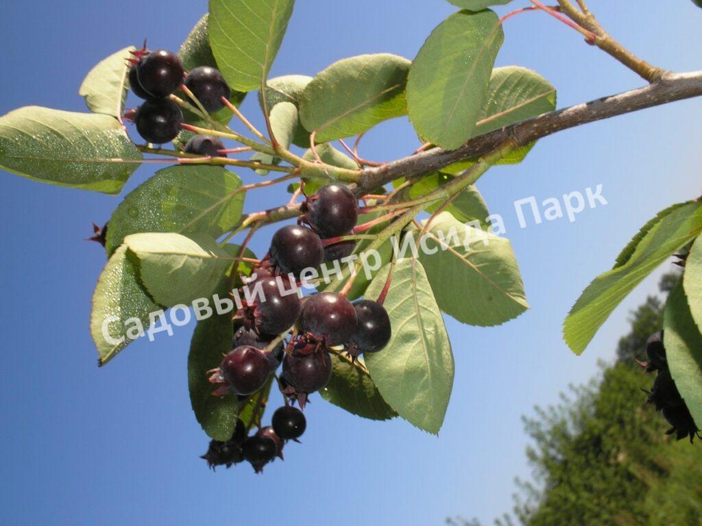 Ирга ольхолистная гладкая Кумулус (Amelanchier arborea Cumulus)
