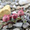 Ива арктическая (Salix arctica) 18