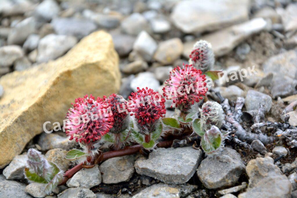 Ива арктическая (Salix arctica)