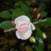 Роза флорибунда Аспирин (Aspirin Rose) 14