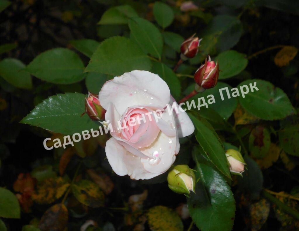 Роза флорибунда Аспирин (Aspirin Rose)
