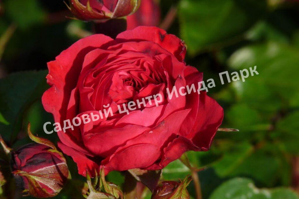Роза флорибунда Ред Леонардо да Винчи (Red Leonardo da Vinci)