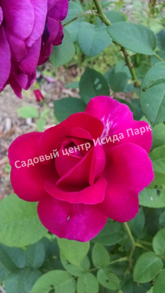 Роза английская Дарк Леди (The Dark Lady)