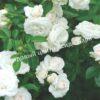 Роза флорибунда Аспирин (Aspirin Rose) 56
