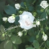 Роза флорибунда Аспирин (Aspirin Rose) 58