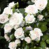 Роза флорибунда Аспирин (Aspirin Rose) 22