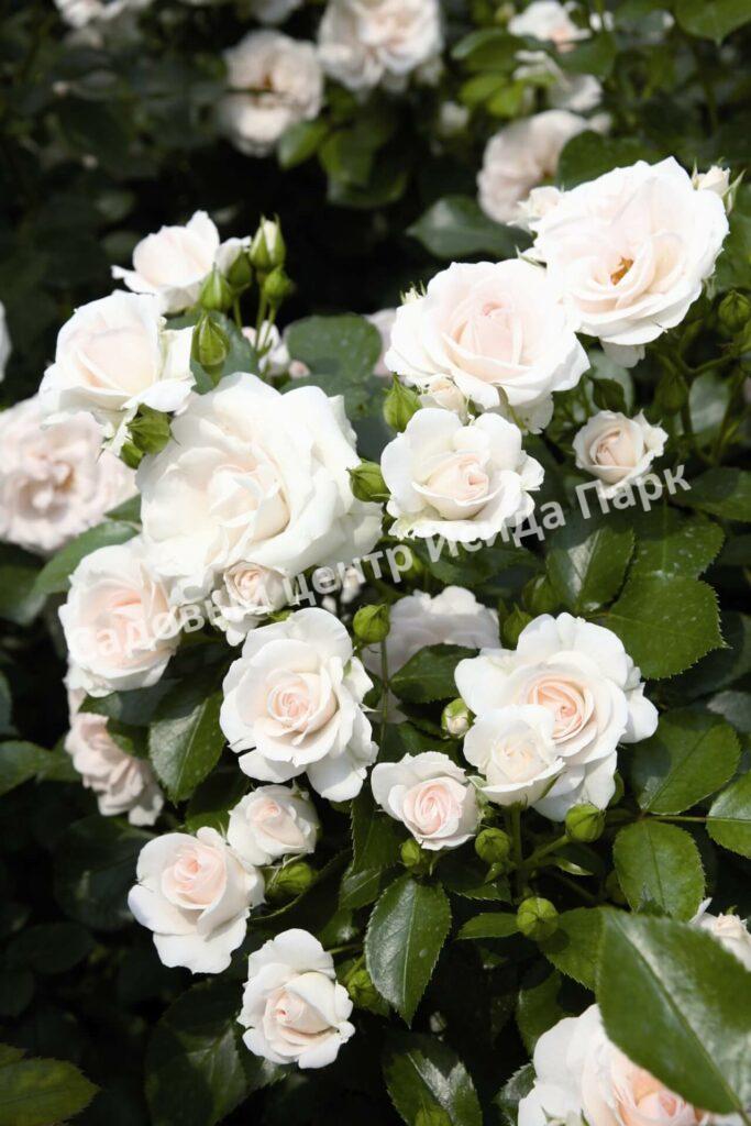Роза флорибунда Аспирин (Aspirin Rose)