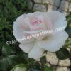 Роза флорибунда Аспирин (Aspirin Rose) 23