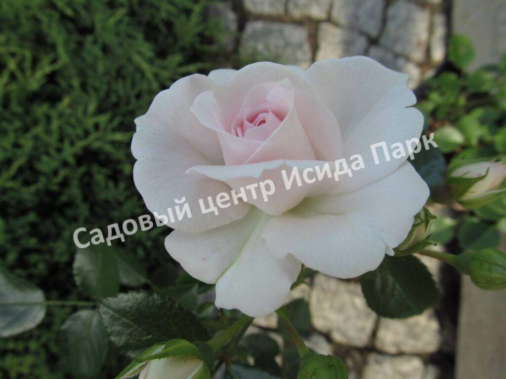 Роза флорибунда Аспирин (Aspirin Rose)