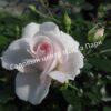 Роза флорибунда Аспирин (Aspirin Rose) 24