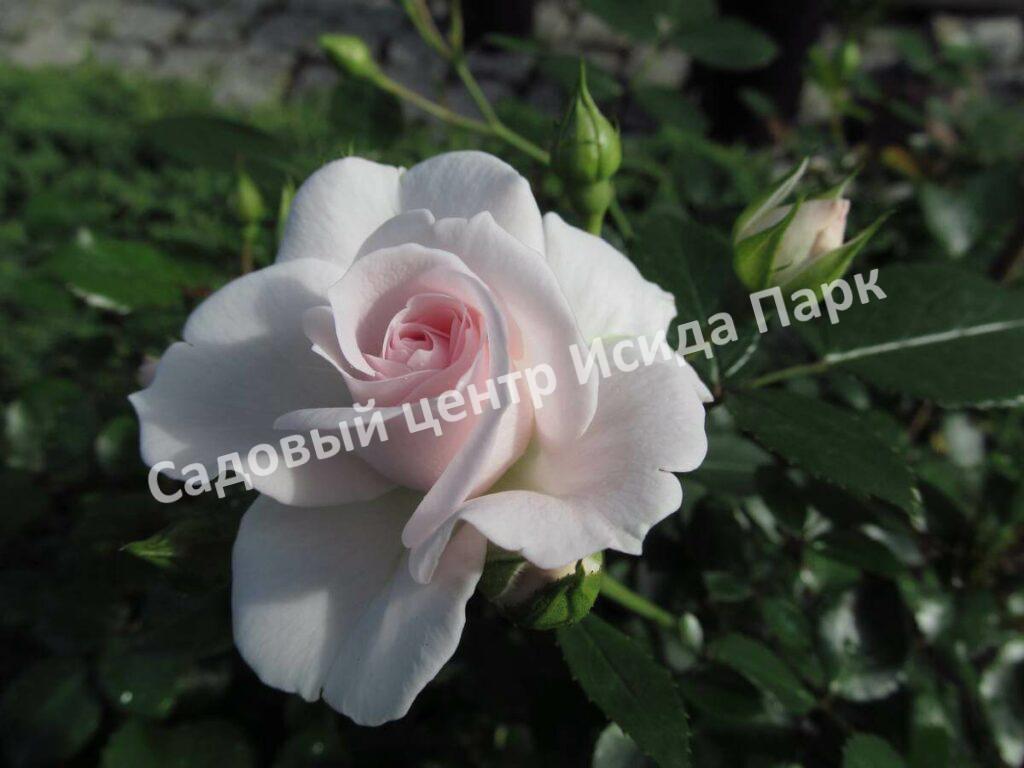 Роза флорибунда Аспирин (Aspirin Rose)