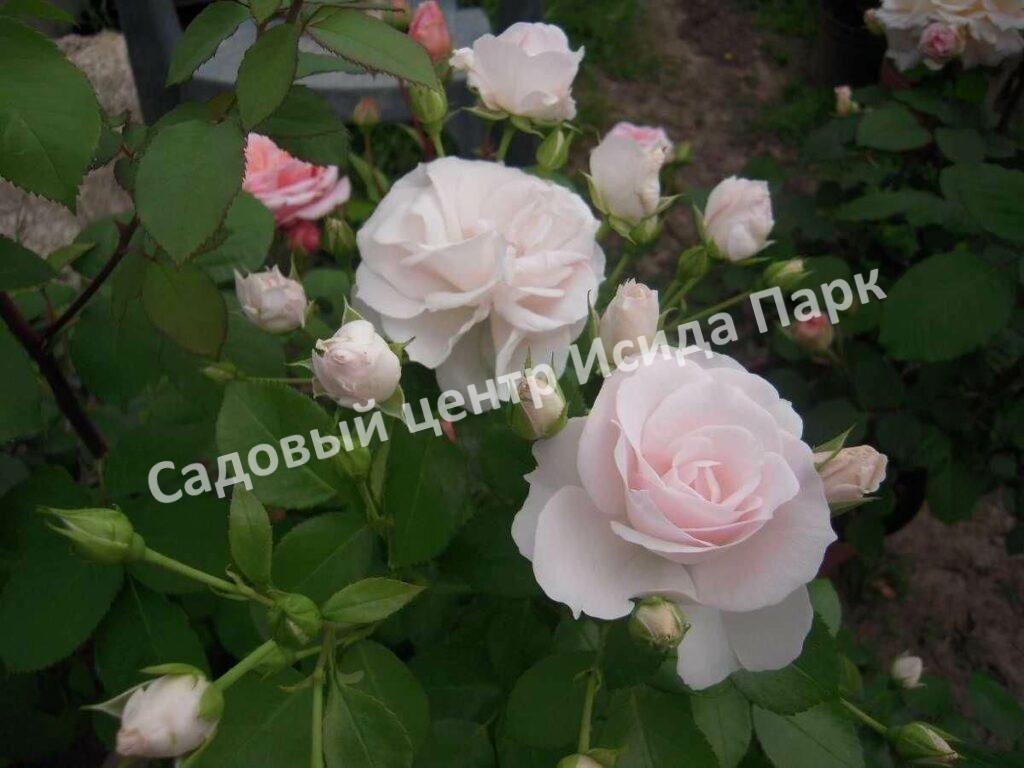 Роза флорибунда Аспирин (Aspirin Rose)