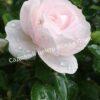 Роза флорибунда Аспирин (Aspirin Rose) 26