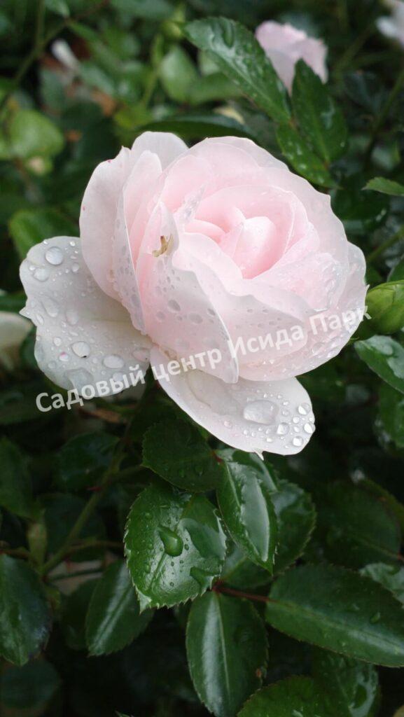 Роза флорибунда Аспирин (Aspirin Rose)