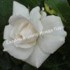 Роза флорибунда Аспирин (Aspirin Rose) 28