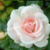 Роза флорибунда Аспирин (Aspirin Rose) 29