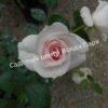 Роза флорибунда Аспирин (Aspirin Rose) 15