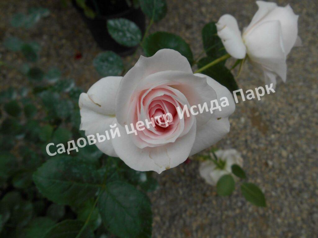 Роза флорибунда Аспирин (Aspirin Rose)