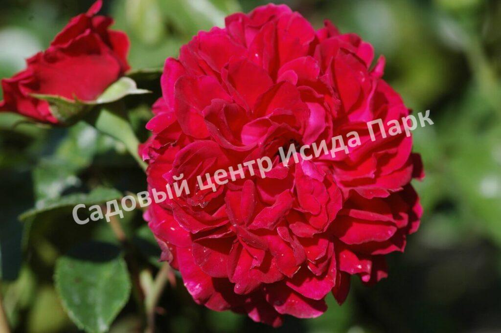 Роза флорибунда Ред Леонардо да Винчи (Red Leonardo da Vinci)