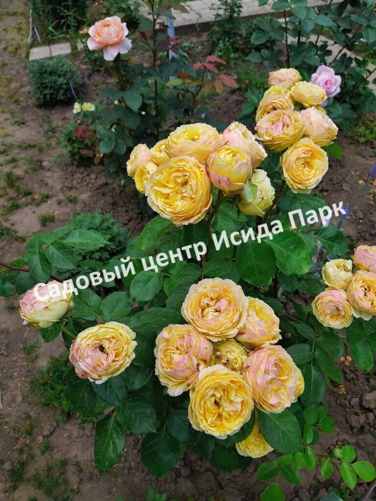 Роза спрей Каталина (Catalina)