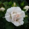 Роза флорибунда Аспирин (Aspirin Rose) 30