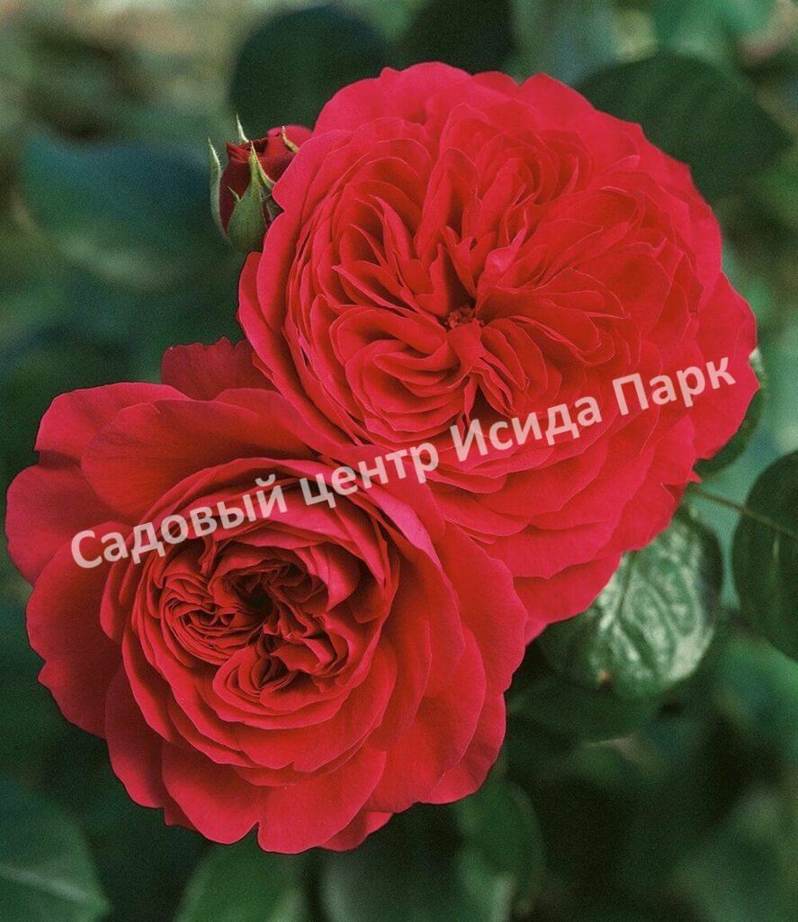 Роза флорибунда Ред Леонардо да Винчи (Red Leonardo da Vinci)