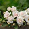 Роза флорибунда Аспирин (Aspirin Rose) 31