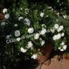Роза флорибунда Аспирин (Aspirin Rose) 32