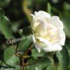 Роза флорибунда Аспирин (Aspirin Rose) 33