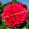 Роза флорибунда Ред Леонардо да Винчи (Red Leonardo da Vinci) 22