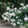 Роза флорибунда Аспирин (Aspirin Rose) 34
