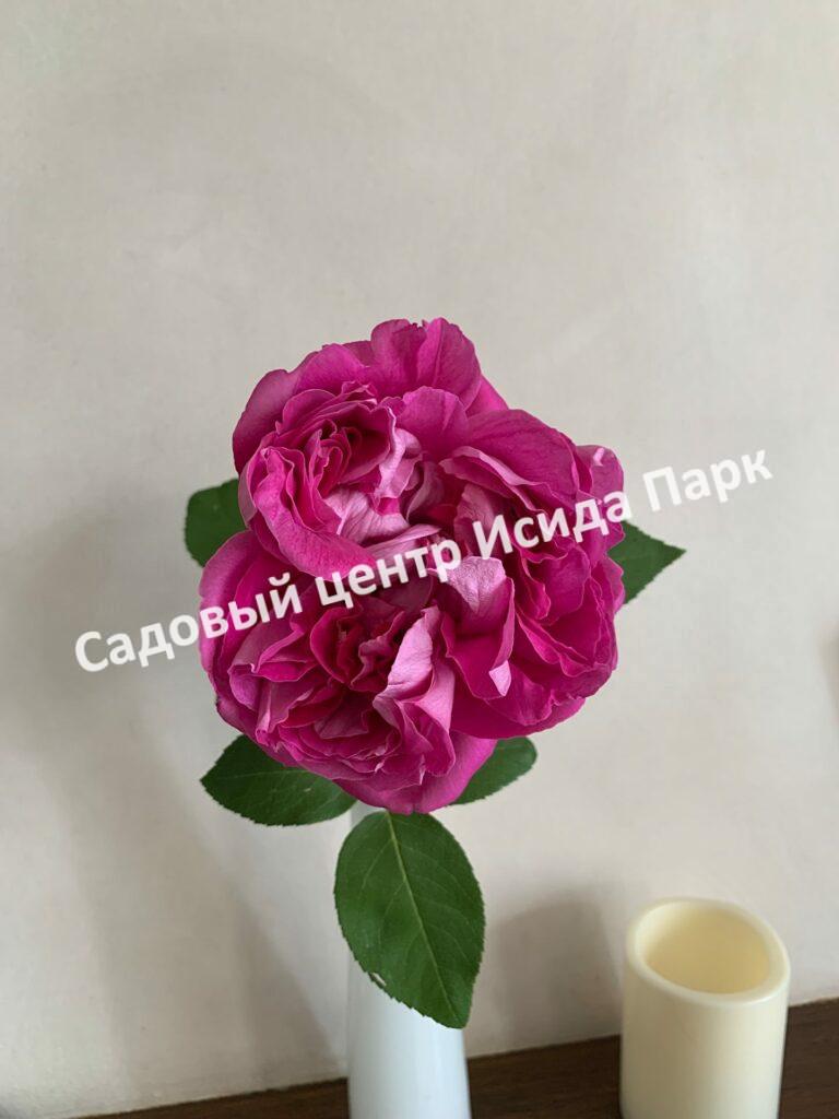Роза чайно-гибридная Поль Нейрон (Paul Neyron)