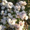 Роза флорибунда Аспирин (Aspirin Rose) 36