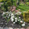 Роза флорибунда Аспирин (Aspirin Rose) 37