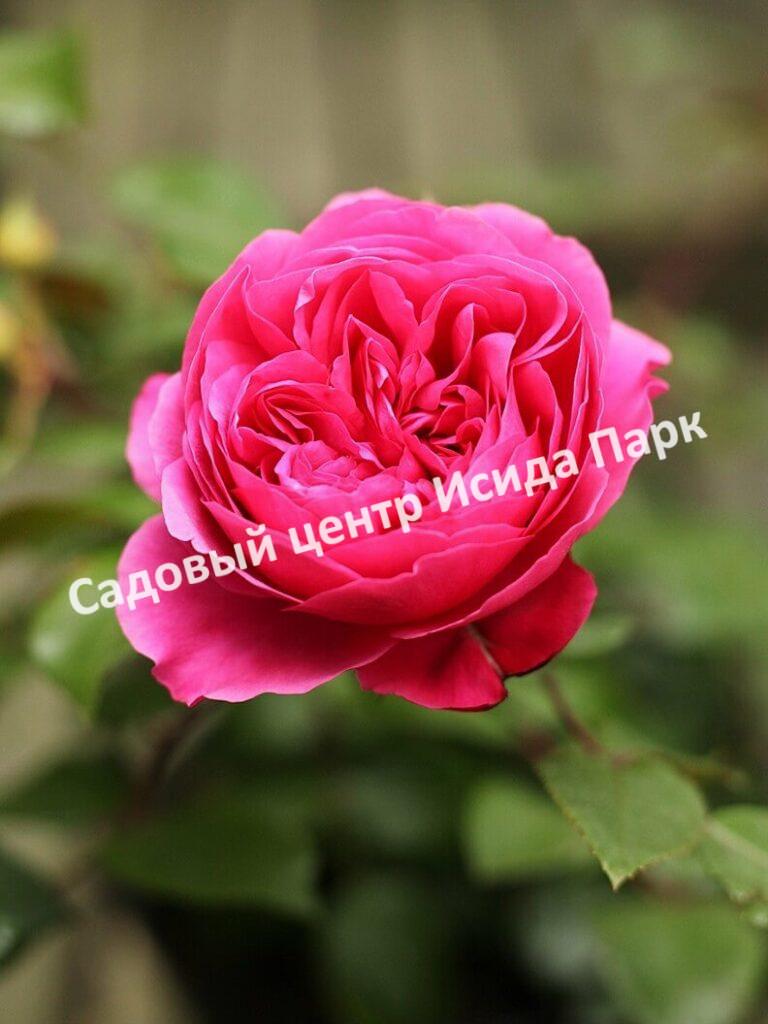 Роза флорибунда Ред Леонардо да Винчи (Red Leonardo da Vinci)