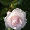 Роза флорибунда Аспирин (Aspirin Rose) 38