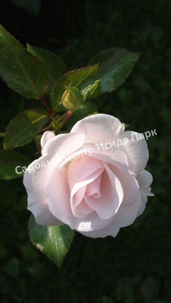 Роза флорибунда Аспирин (Aspirin Rose)