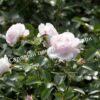 Роза флорибунда Аспирин (Aspirin Rose) 39