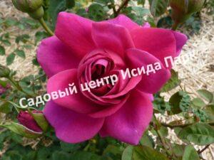 Роза английская Дарк Леди (The Dark Lady)