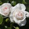 Роза флорибунда Аспирин (Aspirin Rose) 16