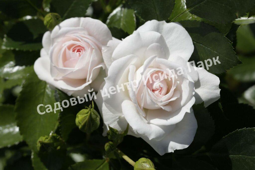 Роза флорибунда Аспирин (Aspirin Rose)