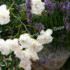 Роза флорибунда Аспирин (Aspirin Rose) 40