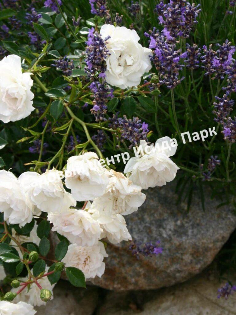 Роза флорибунда Аспирин (Aspirin Rose)