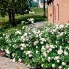 Роза флорибунда Аспирин (Aspirin Rose) 41