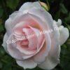 Роза флорибунда Аспирин (Aspirin Rose) 42