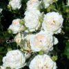 Роза флорибунда Аспирин (Aspirin Rose) 43